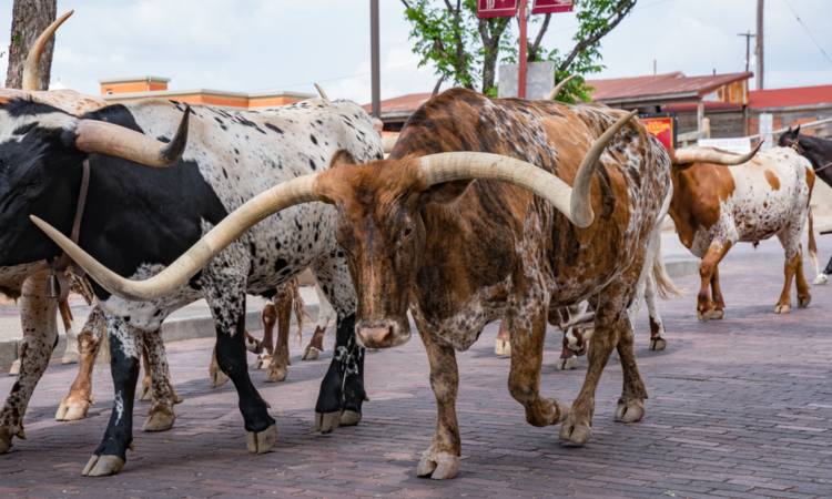 fort worth stockyards bus rental