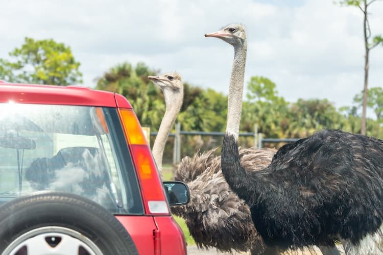 Two ostrichs next to a car at the Natural Bridge Wildlife Ranch